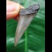 4.4 cm gray tooth of the Mako shark from the USA