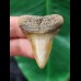 3,3 cm heller gemusterter Zahn des Mako Hai aus den USA