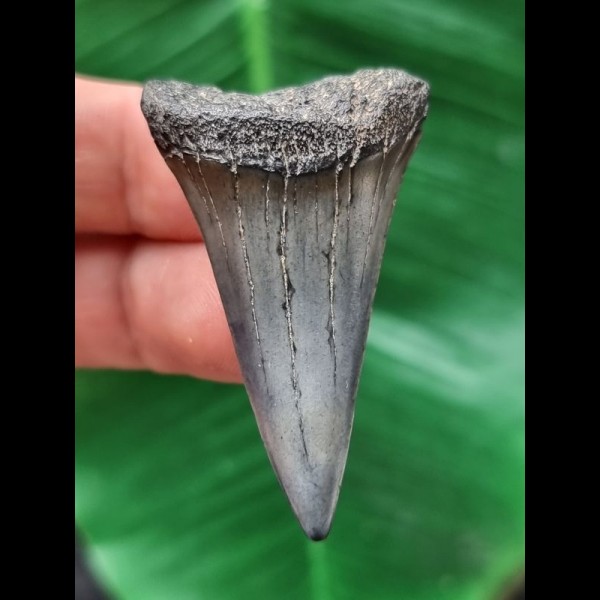 4.7 cm narrow blue tooth of the Mako shark