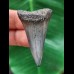 4.7 cm narrow blue tooth of the Mako shark