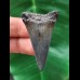 4.7 cm narrow blue tooth of the Mako shark