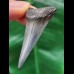 4.7 cm narrow blue tooth of the Mako shark