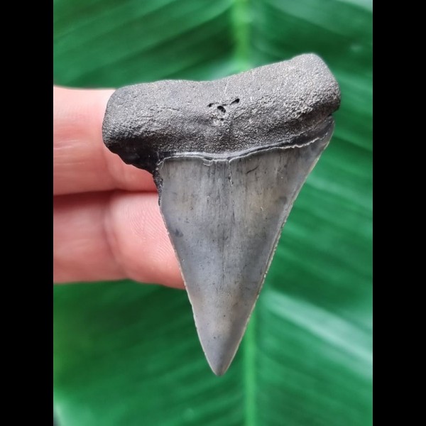 4.8 cm gray tooth of the Mao Shark from the USA