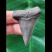 4.8 cm gray tooth of the Mao Shark from the USA