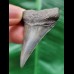 4.8 cm gray tooth of the Mao Shark from the USA