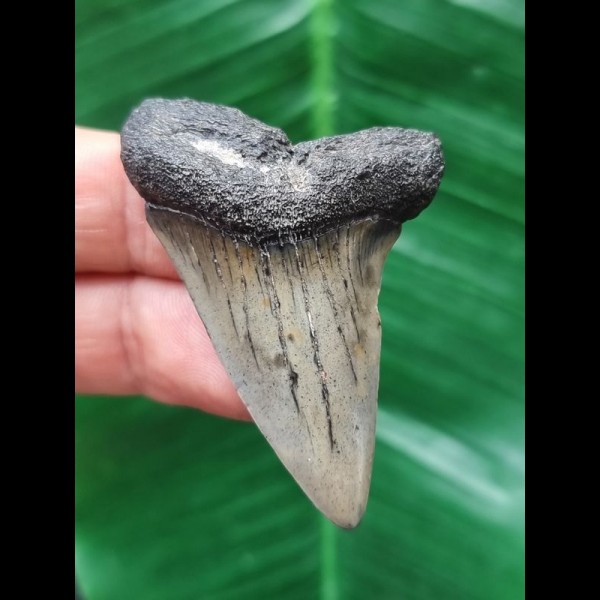 5,1 cm grauer massiver Zahn des Mako Hai