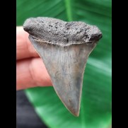 5.0 cm large tooth of the Mako shark