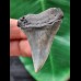 5.0 cm large tooth of the Mako shark