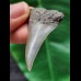 5.0 cm large tooth of the Mako shark