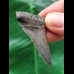 5.0 cm large tooth of the Mako shark