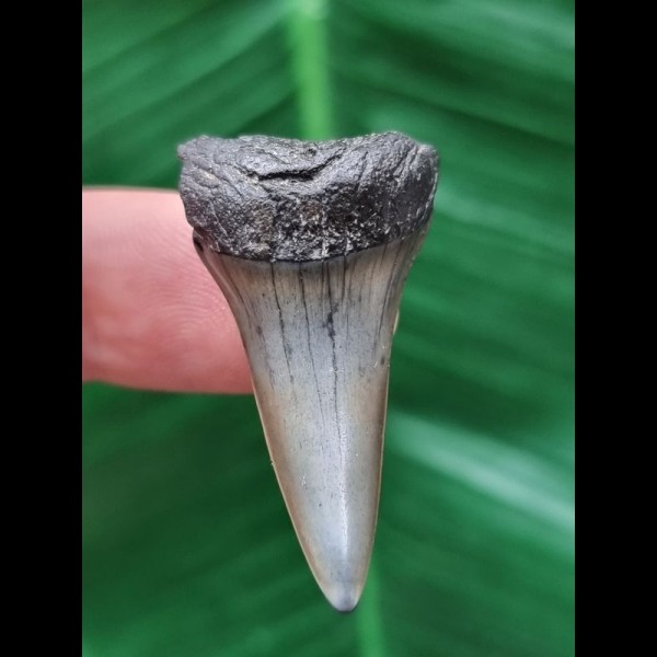 3.6 cm light gray tooth of the Mako shark