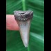 3.6 cm light gray tooth of the Mako shark