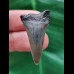 3.6 cm light gray tooth of the Mako shark