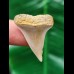 3,0 cm heller spitzer Zahn des Mako Hai