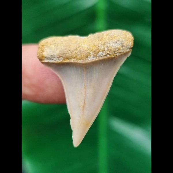 3,0 cm heller spitzer Zahn des Mako Hai