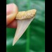 3,0 cm heller spitzer Zahn des Mako Hai
