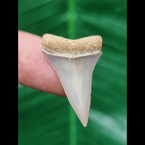 2.8 cm pointed light tooth of the Mako shark