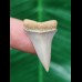 2.8 cm pointed light tooth of the Mako shark