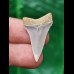 2.8 cm pointed light tooth of the Mako shark
