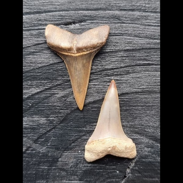 Set of 2 teeth of the Mako shark from the USA