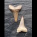 Set of 2 teeth of the Mako shark from the USA