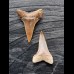 Set of 2 teeth of the Mako shark from the USA