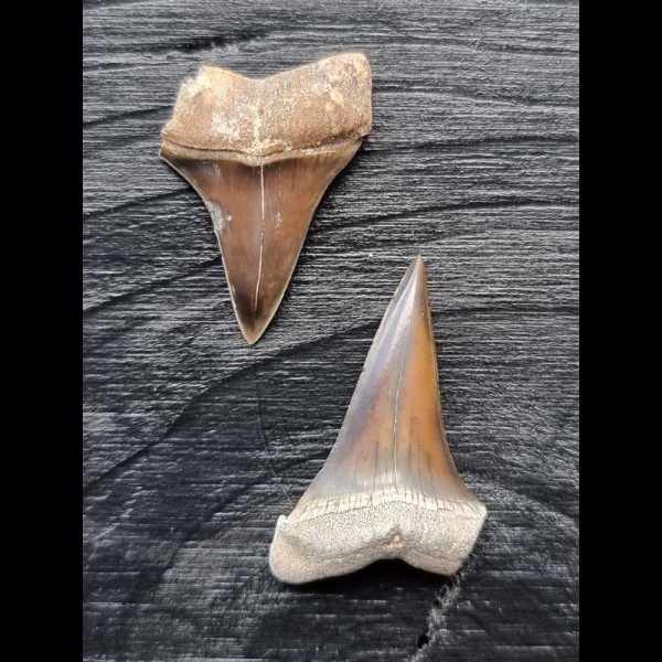 Set of 2 teeth of the Mako shark from the USA