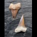 Set of 2 teeth of the Mako shark from the USA
