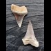 Set of 2 teeth of the Mako shark from the USA