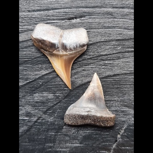 Set of 2 teeth of the Mako shark from the USA