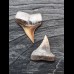 Set of 2 teeth of the Mako shark from the USA