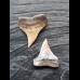 Set of 2 teeth of the Mako shark from the USA