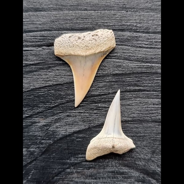 Set of 2 bright teeth of the Mako shark from the USA