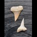 Set of 2 bright teeth of the Mako shark from the USA