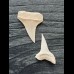 Set of 2 bright teeth of the Mako shark from the USA