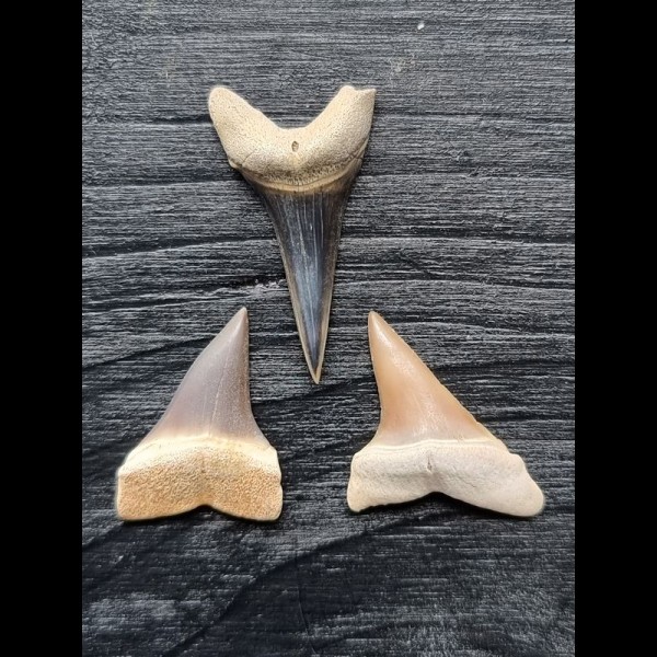 Set of 3 teeth of the Mako shark from Peru