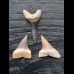 Set of 3 teeth of the Mako shark from Peru
