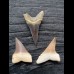 Set of 3 teeth of the Mako shark from Peru