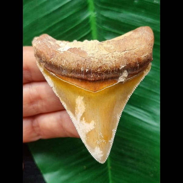 7,0 cm scharfer Zahn des Megalodon aus Marokko 