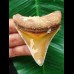 7,0 cm scharfer Zahn des Megalodon aus Marokko 