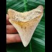 7,0 cm scharfer Zahn des Megalodon aus Marokko 