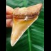 7,0 cm scharfer Zahn des Megalodon aus Marokko 