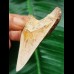 7,0 cm scharfer Zahn des Megalodon aus Marokko 