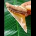 7,0 cm scharfer Zahn des Megalodon aus Marokko 