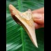 7,0 cm scharfer Zahn des Megalodon aus Marokko 