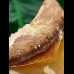 7,0 cm scharfer Zahn des Megalodon aus Marokko 