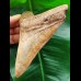 13,0 cm fantastically coloured tooth of the Megalodon from the St.Mary River
