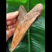 13,0 cm fantastically coloured tooth of the Megalodon from the St.Mary River
