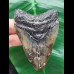 8,1 cm dunkler Zahn des Megalodon