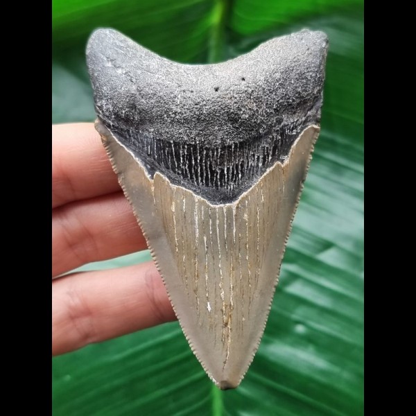 8.6 cm dagger-shaped grey tooth of the Megalodon 
